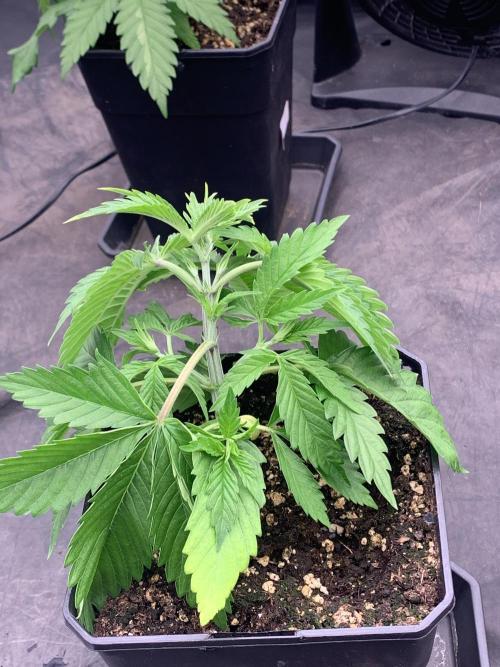 Eternity Grow Cup 2. Week 3 - 11/3 - D29 #SB1