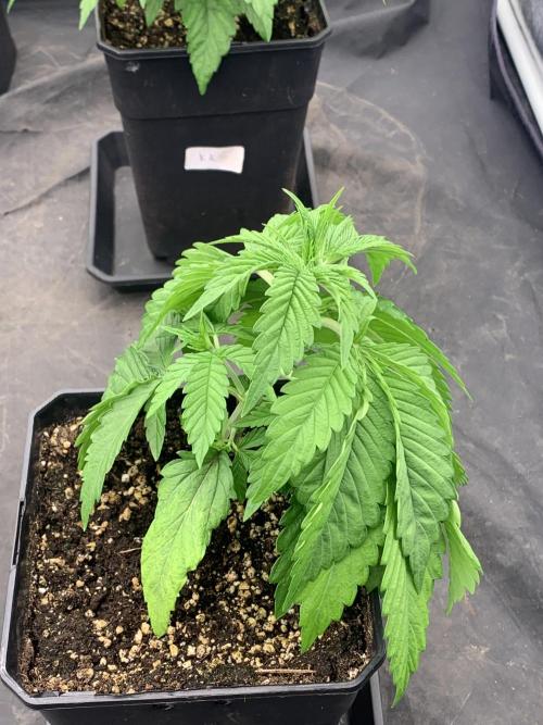 Eternity Grow Cup 2. Week 3 - 11/3 - D29 #Sb2