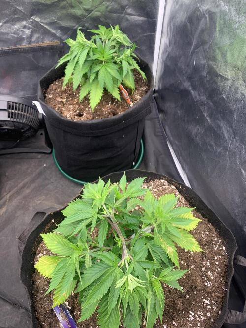 Eternity Grow Cup 2. Week 5 - 22/3 - D39 #sb1