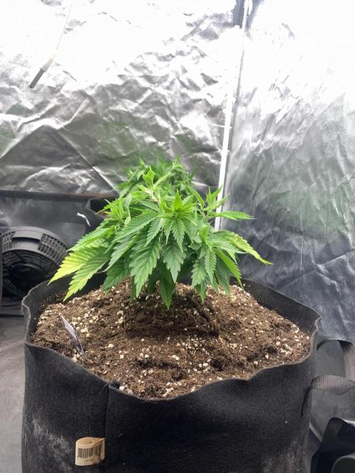 Eternity Grow Cup 2. Week 5 - 22/3 - D39 #sb1