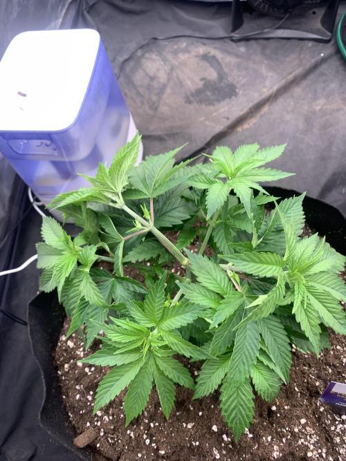 Eternity Grow Cup 2. Week 5 - 22/3 - D39 #sb2