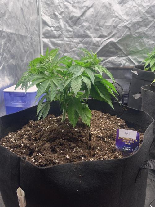 Eternity Grow Cup 2. Week 5 - 22/3 - D39 #sb2