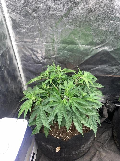 Eternity Grow Cup 2. Week 6 - 30/3 - D47 #sb1