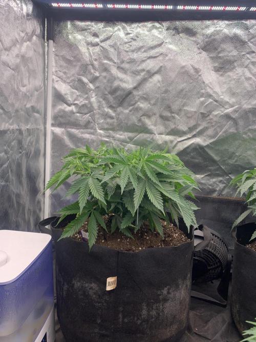 Eternity Grow Cup 2. Week 6 - 30/3 - D47 #sb1