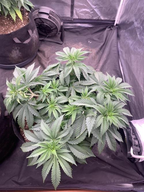 Eternity Grow Cup 2. Week 6 - 30/3 - D47 #sb2