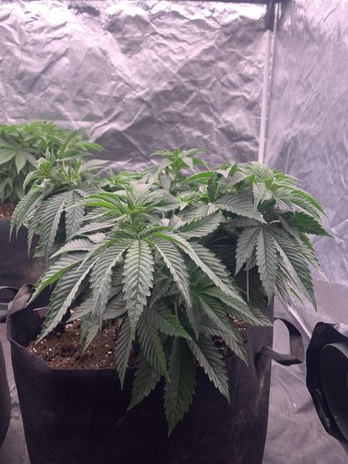 Eternity Grow Cup 2. Week 6 - 30/3 - D47 #sb2