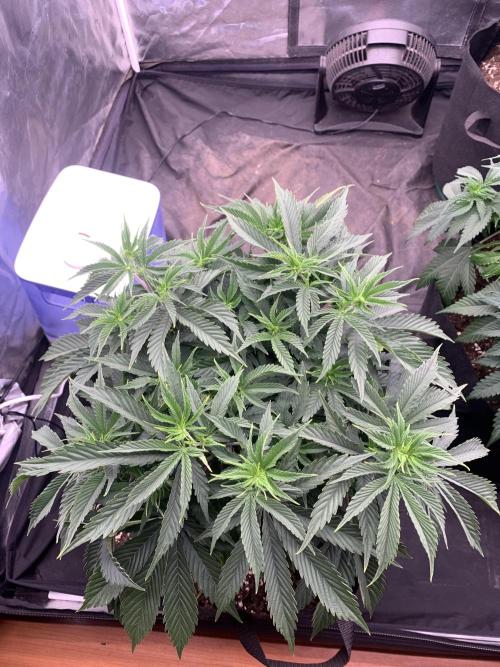 Eternity Grow Cup 2. Week 7 - 6/4 - D54 (D1 flower) #sb1