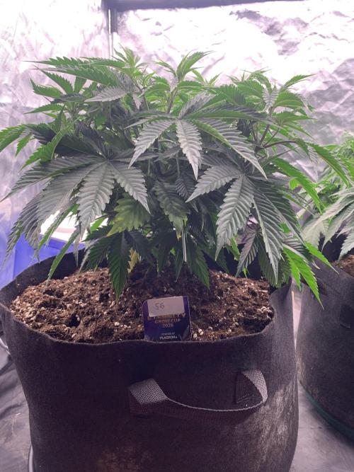 Eternity Grow Cup 2. Week 7 - 6/4 - D54 (D1 flower) #sb1