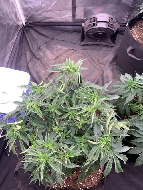 Eternity Grow Cup 2. Week 7 - 6/4 - D54 (D1 flower) #sb1