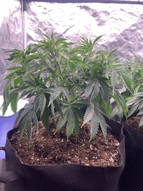 Eternity Grow Cup 2. Week 7 - 6/4 - D54 (D1 flower) #sb1