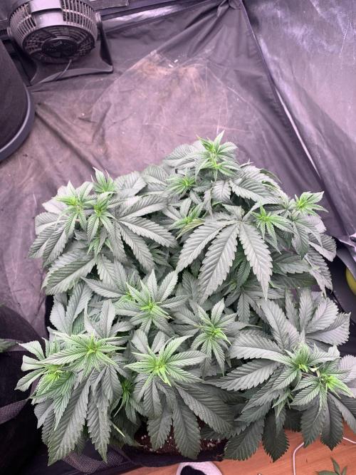 Eternity Grow Cup 2. Week 7 - 6/4 - D54 (D1 flower) #sb2