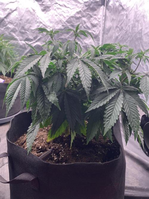 Eternity Grow Cup 2. Week 7 - 6/4 - D54 (D1 flower) #sb2