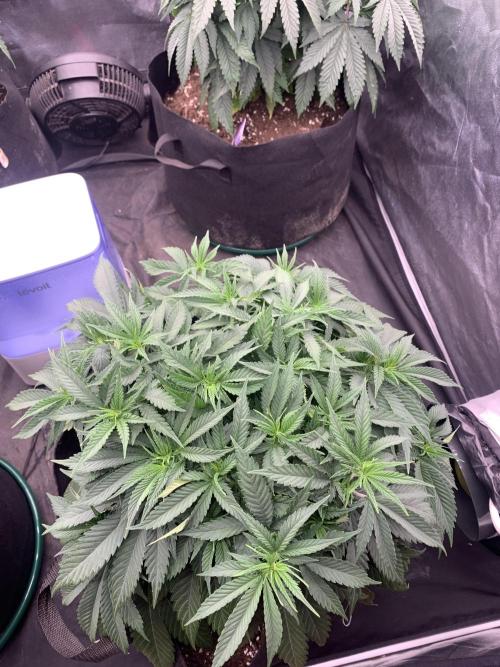 Kritikal K. Week 7 - 6/4 - D54 (D1 flower) #KK1