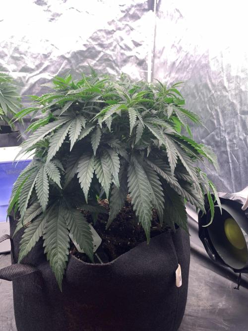 Kritikal K. Week 7 - 6/4 - D54 (D1 flower) #KK1
