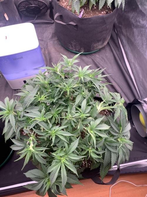 Kritikal K. Week 7 - 6/4 - D54 (D1 flower) #KK1