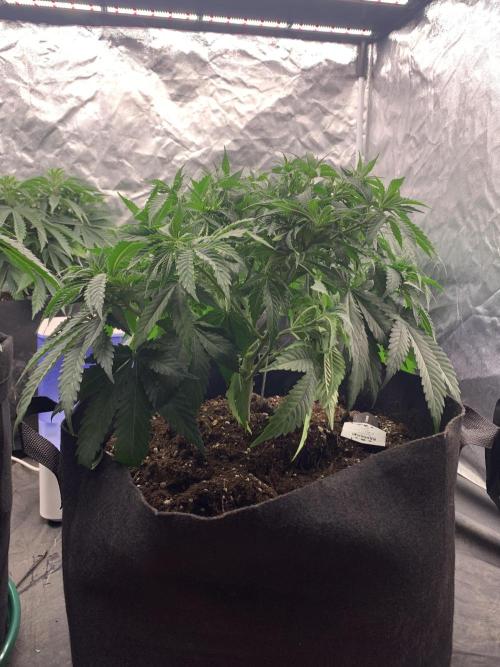Kritikal K. Week 7 - 6/4 - D54 (D1 flower) #KK1