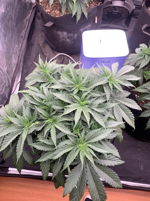 Kritikal K. Week 7 - 6/4 - D54 (D1 flower) #KK2