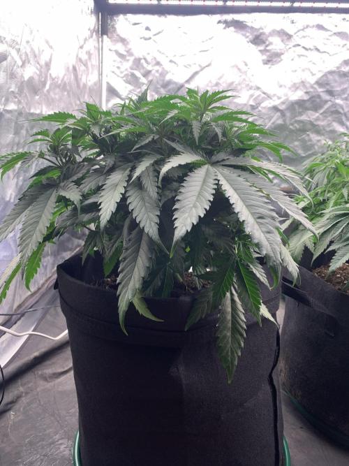 Kritikal K. Week 7 - 6/4 - D54 (D1 flower) #KK2