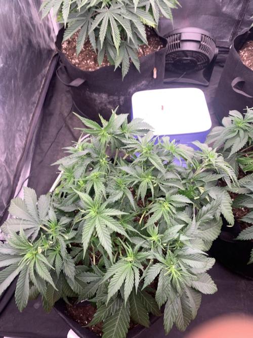 Kritikal K. Week 7 - 6/4 - D54 (D1 flower) #KK2