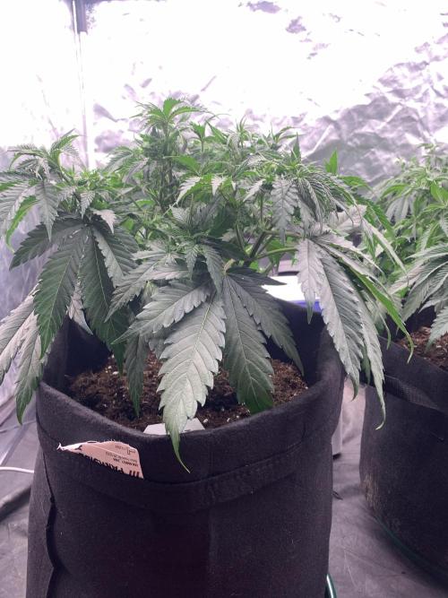 Kritikal K. Week 7 - 6/4 - D54 (D1 flower) #KK2