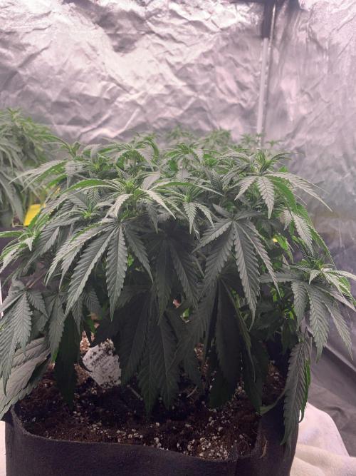 Kritikal K. Week 8 - 12/4 - D60 ( D7 flower) #KK1