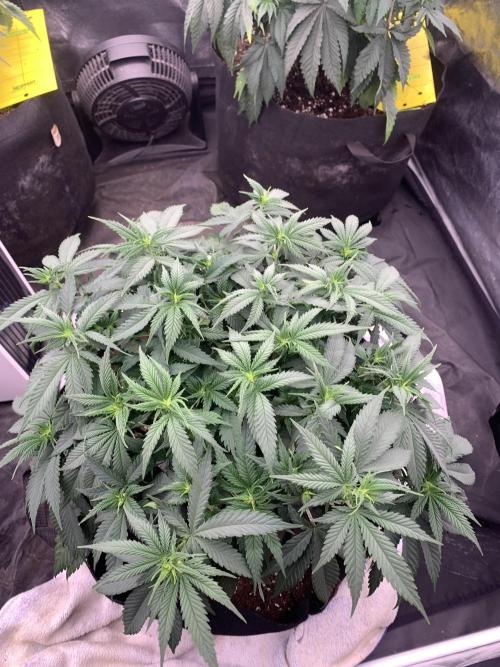 Kritikal K. Week 8 - 12/4 - D60 ( D7 flower) #KK1