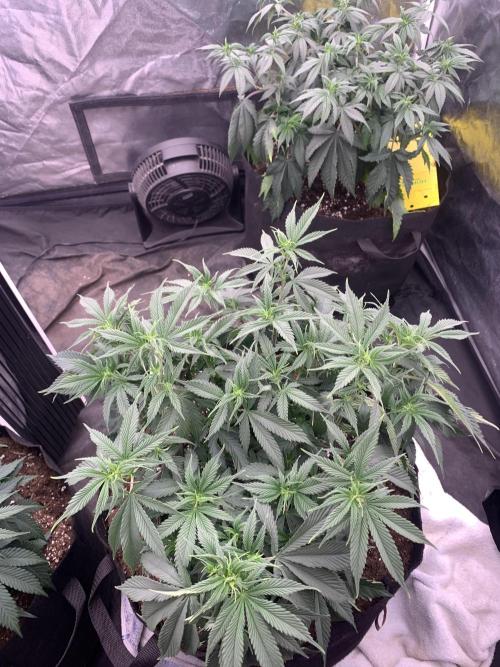Eternity Grow Cup 2. Week 8 - 12/4 - D60 ( D7 flower) #Sb1