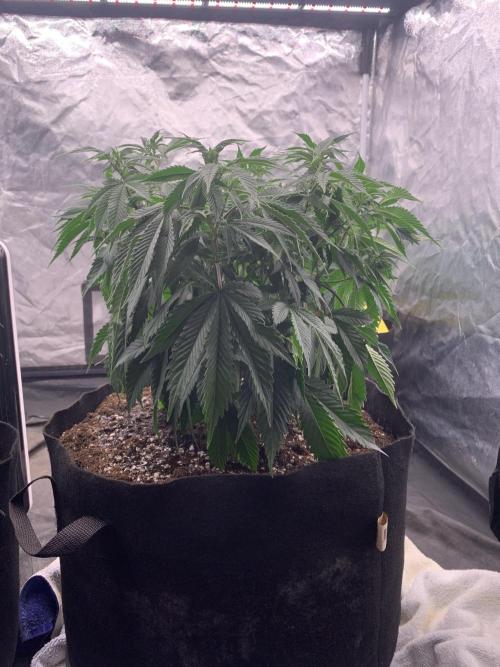 Eternity Grow Cup 2. Week 8 - 12/4 - D60 ( D7 flower) #Sb1