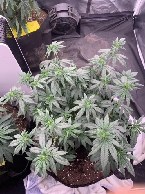 Eternity Grow Cup 2. Week 8 - 12/4 - D60 ( D7 flower) #Sb2