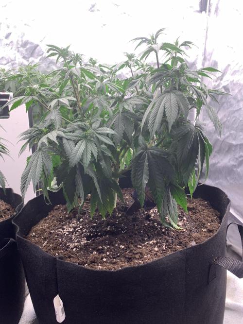Eternity Grow Cup 2. Week 8 - 12/4 - D60 ( D7 flower) #Sb2