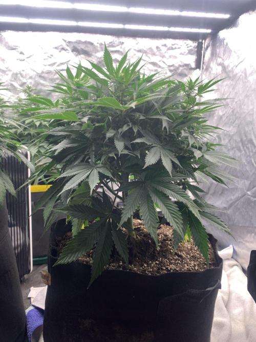 Eternity Grow Cup 2. Week 9 - 22/4 - D70 ( D17 flower) #SB1