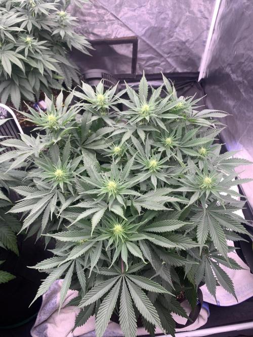 Eternity Grow Cup 2. Week 9 - 22/4 - D70 ( D17 flower) #SB1