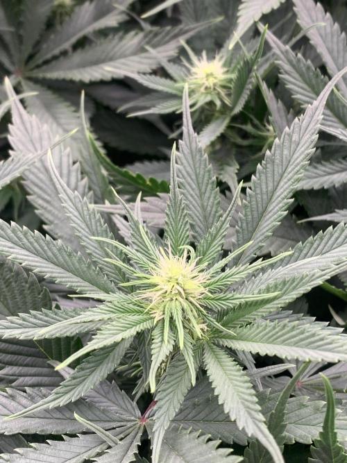 Eternity Grow Cup 2. Week 9 - 22/4 - D70 ( D17 flower) #SB1