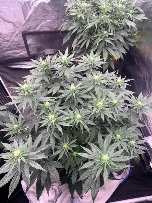 Eternity Grow Cup 2. Week 9 - 22/4 - D70 ( D17 flower) #SB2