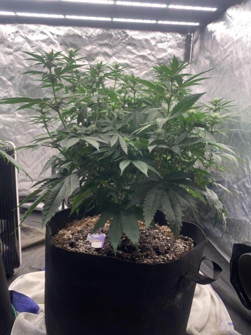 Eternity Grow Cup 2. Week 9 - 22/4 - D70 ( D17 flower) #SB2