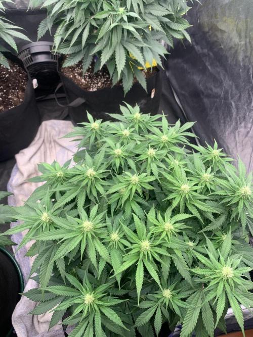 Kritikal K. Week 9 - 22/4 - D70 ( D17 flower) #KK1