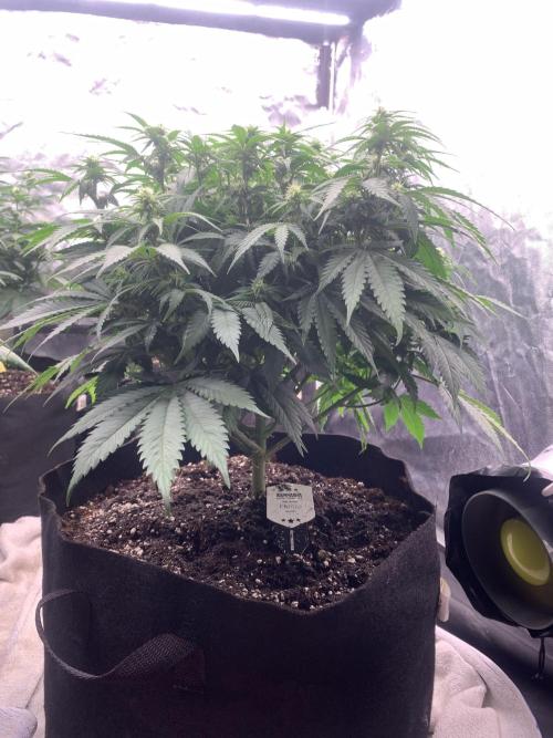 Kritikal K. Week 9 - 22/4 - D70 ( D17 flower) #KK1