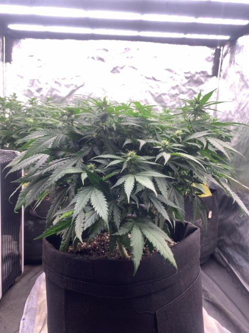 Kritikal K. Week 9 - 22/4 - D70 ( D17 flower) #KK2