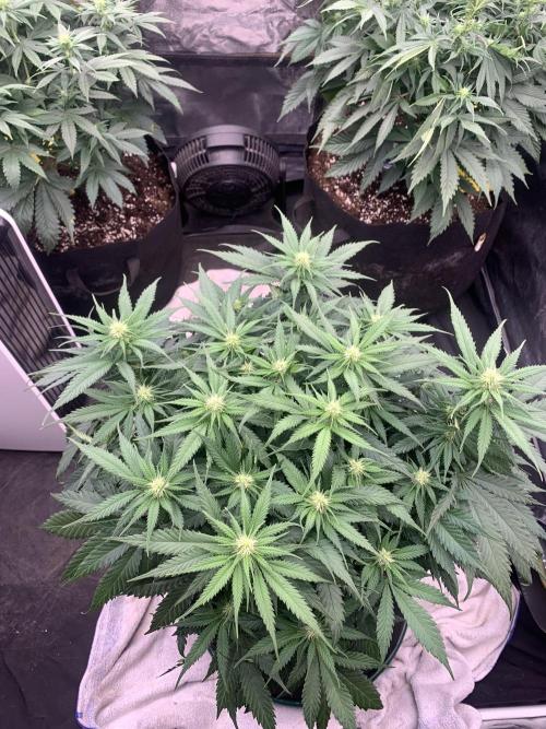 Kritikal K. Week 9 - 22/4 - D70 ( D17 flower) #KK2
