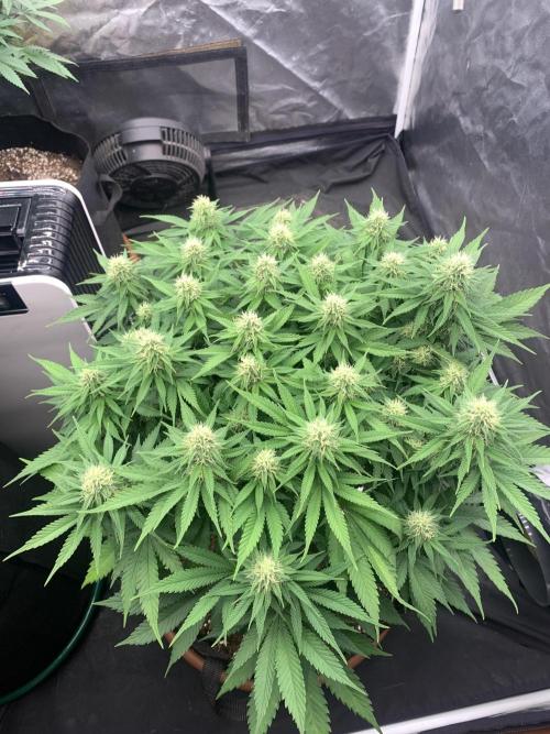 Kritikal K. Week 11 - 4/5 - D82 (D29 flowering) #KK1