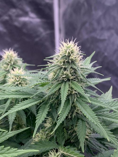 Kritikal K. Week 11 - 4/5 - D82 (D29 flowering) #KK1