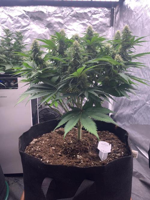 Kritikal K. Week 11 - 4/5 - D82 (D29 flowering) #KK1