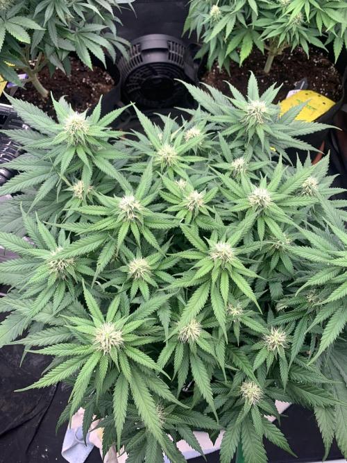 Kritikal K. Week 11 - 4/5 - D82 (D29 flowering) #KK2