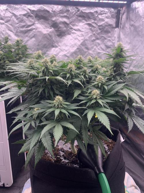 Kritikal K. Week 11 - 4/5 - D82 (D29 flowering) #KK2