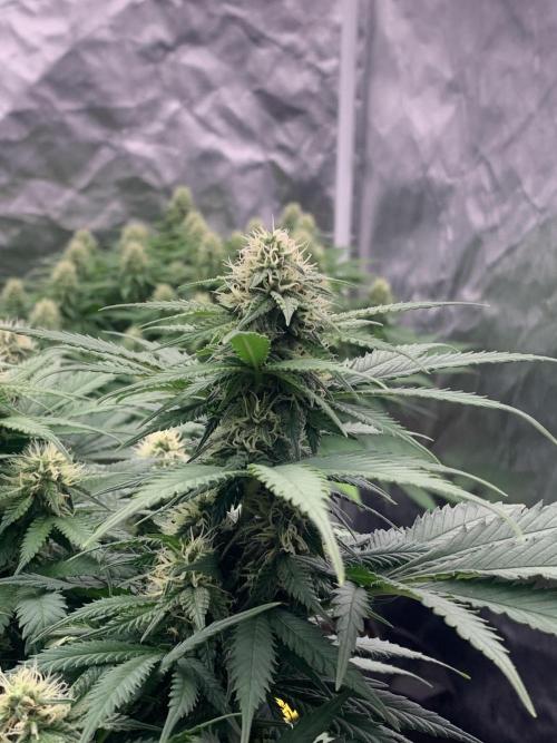 Kritikal K. Week 11 - 4/5 - D82 (D29 flowering) #KK2