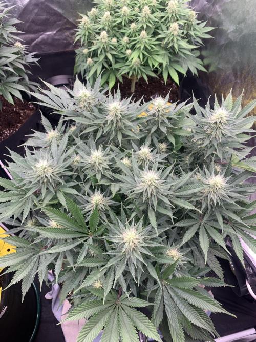 Eternity Grow Cup 2. Week 11 - 4/5 - D82 (D29 flowering) #Sb1