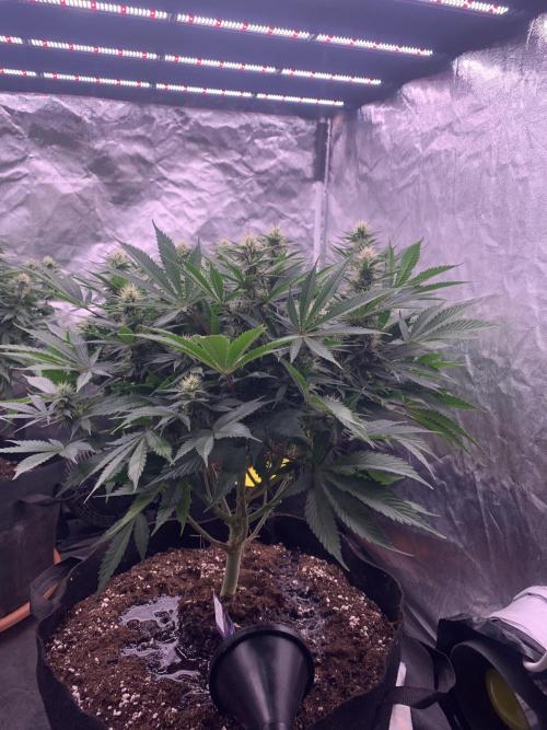 Eternity Grow Cup 2. Week 11 - 4/5 - D82 (D29 flowering) #Sb1