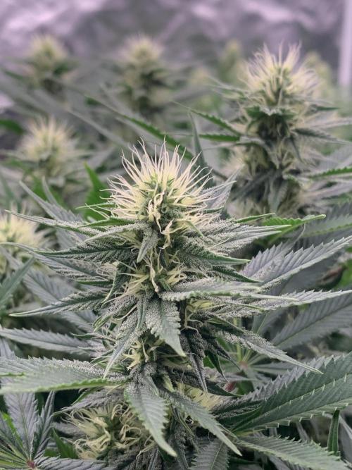 Eternity Grow Cup 2. Week 11 - 4/5 - D82 (D29 flowering) #Sb1