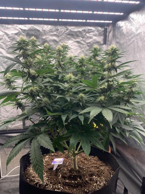 Eternity Grow Cup 2. Week 11 - 4/5 - D82 (D29 flowering) #Sb2