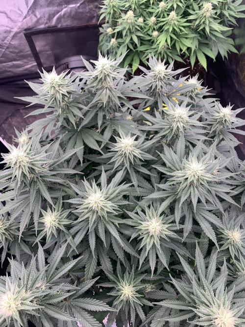 Eternity Grow Cup 2. Week 11 - 4/5 - D82 (D29 flowering) #Sb2